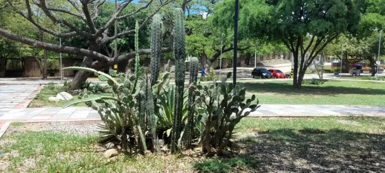 Lee más sobre el artículo Salvando la Biodiversidad: Un Llamado Urgente a la Acción Ambiental